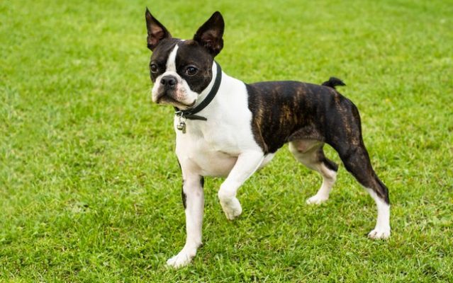 Main differences between French Bulldog and Boston Terrier - MagZean
